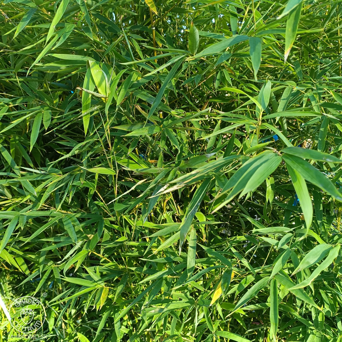 Obrázok Zlatý bambus (Phyllostachys) ´AUREA´ - výška 150-175 cm, kont. C10L (–18 °C)